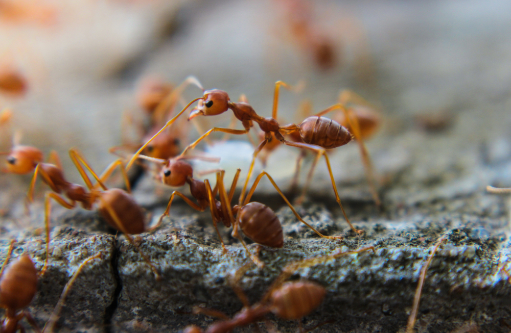 Best Nature Documentaries of All Time