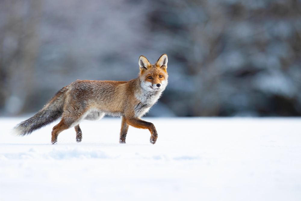 Best Nature Documentaries of All Time