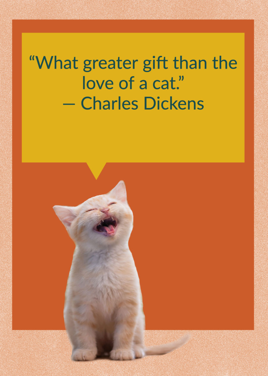 50 Quotes About Cats That Fans of Felines Will Love