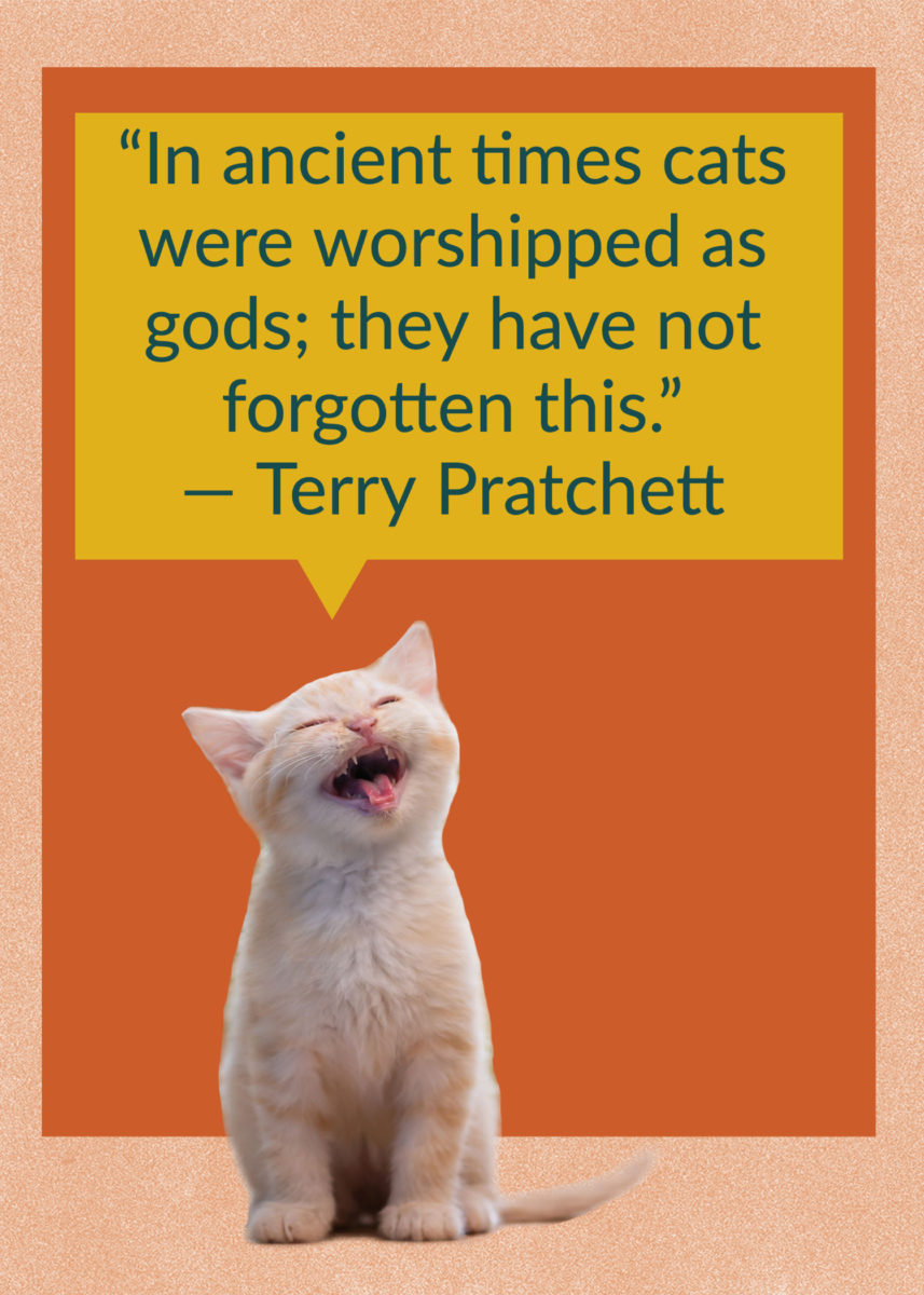 50 Quotes About Cats That Fans of Felines Will Love