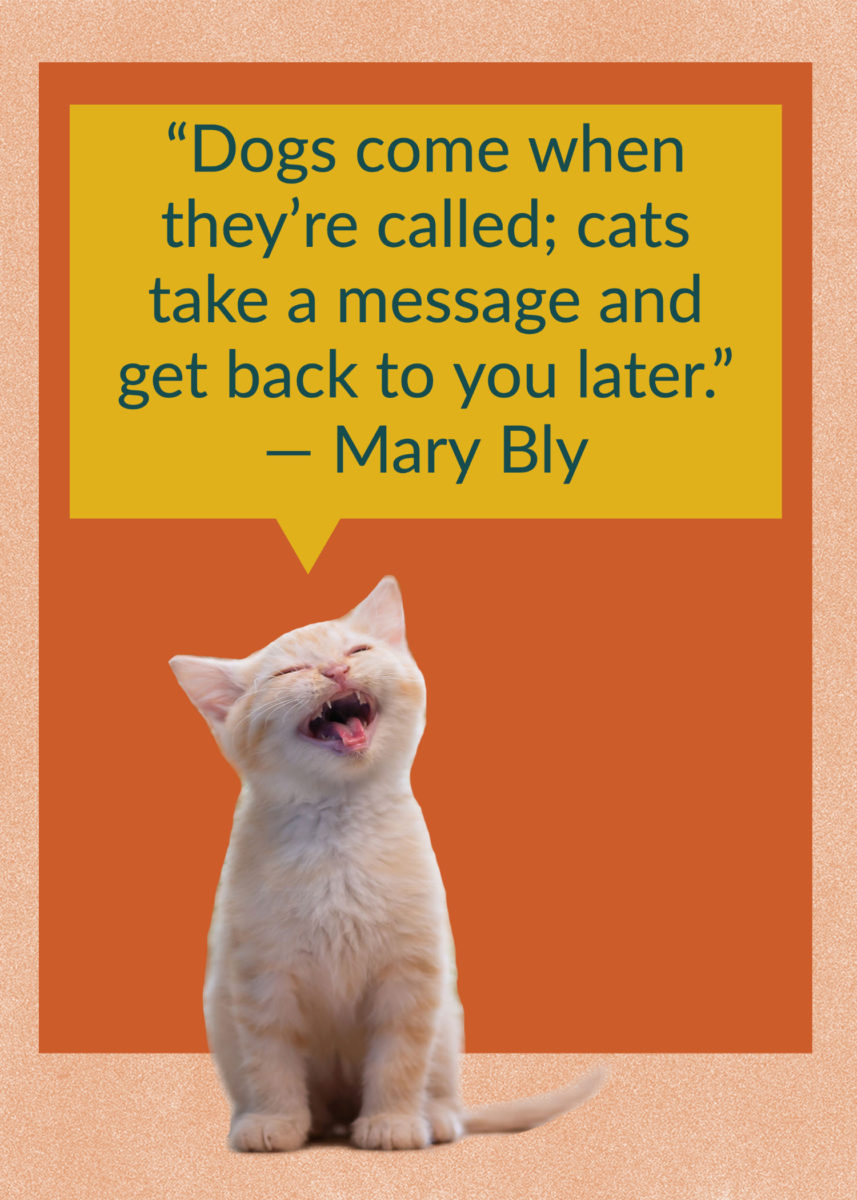 50 Quotes About Cats That Fans of Felines Will Love