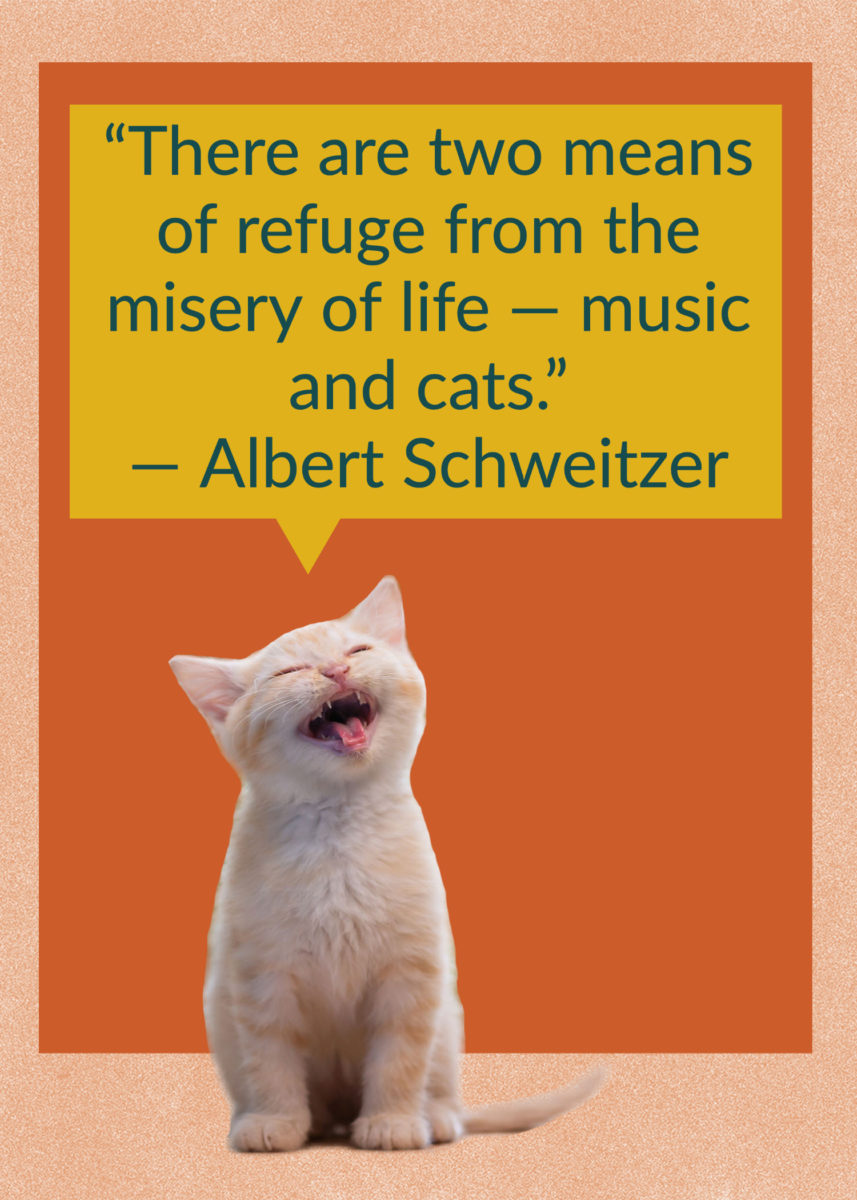 50 Quotes About Cats That Fans of Felines Will Love