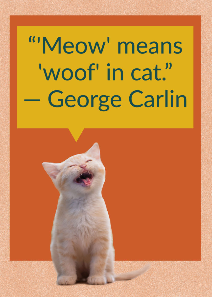 50 Quotes About Cats That Fans of Felines Will Love