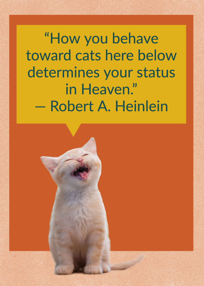 50 Quotes About Cats That Fans of Felines Will Love