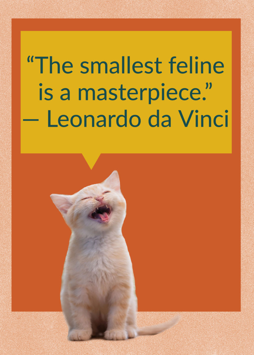 50 Quotes About Cats That Fans of Felines Will Love