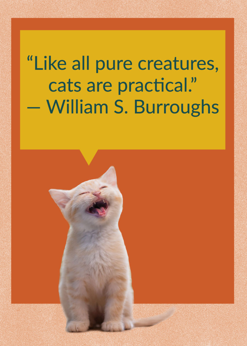 50 Quotes About Cats That Fans of Felines Will Love