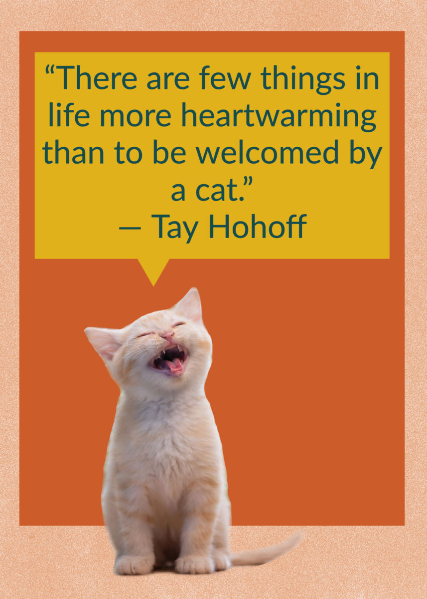 50 Quotes About Cats That Fans of Felines Will Love