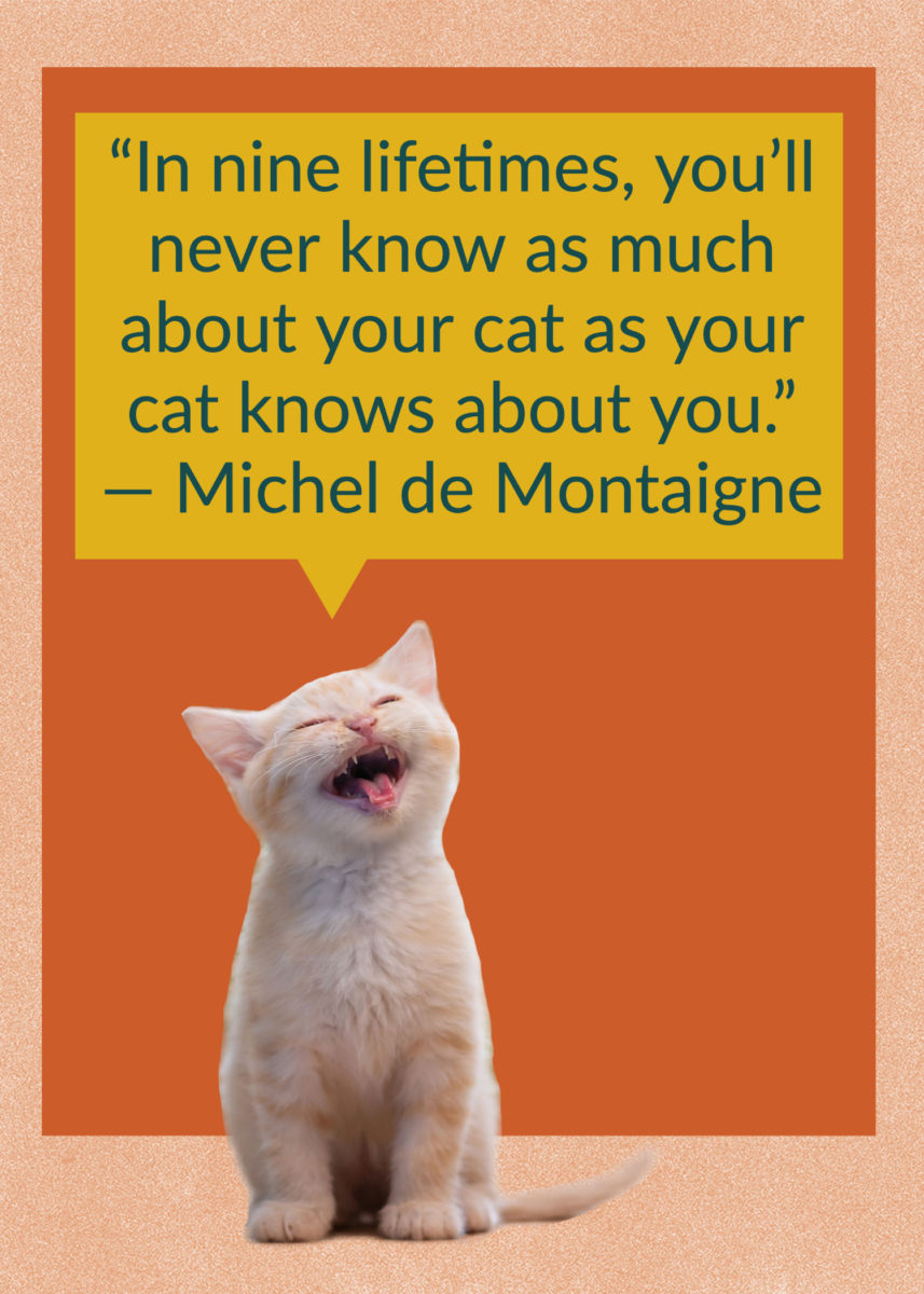 50 Quotes About Cats That Fans of Felines Will Love