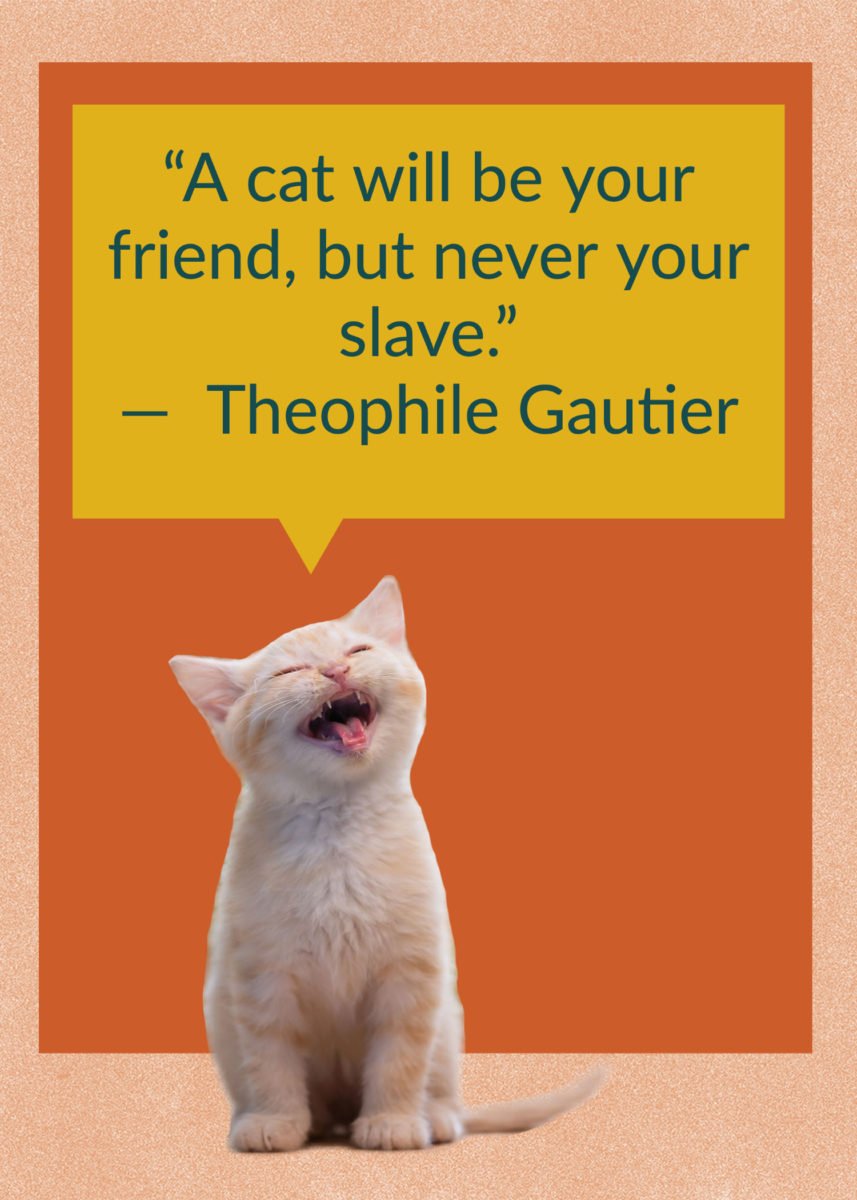 50 Quotes About Cats That Fans of Felines Will Love