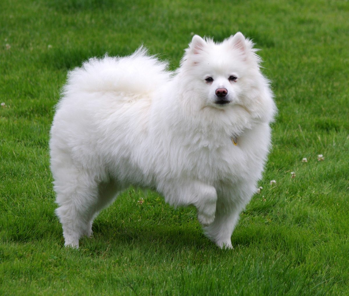 Longest-Living Dog Breeds