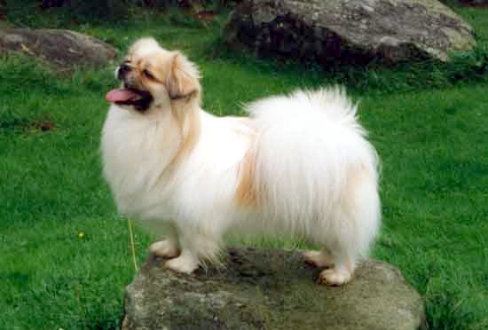 Longest-Living Dog Breeds