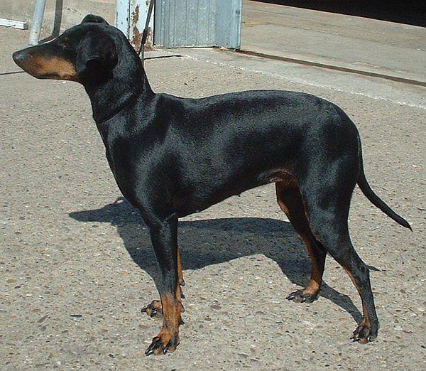 Longest-Living Dog Breeds