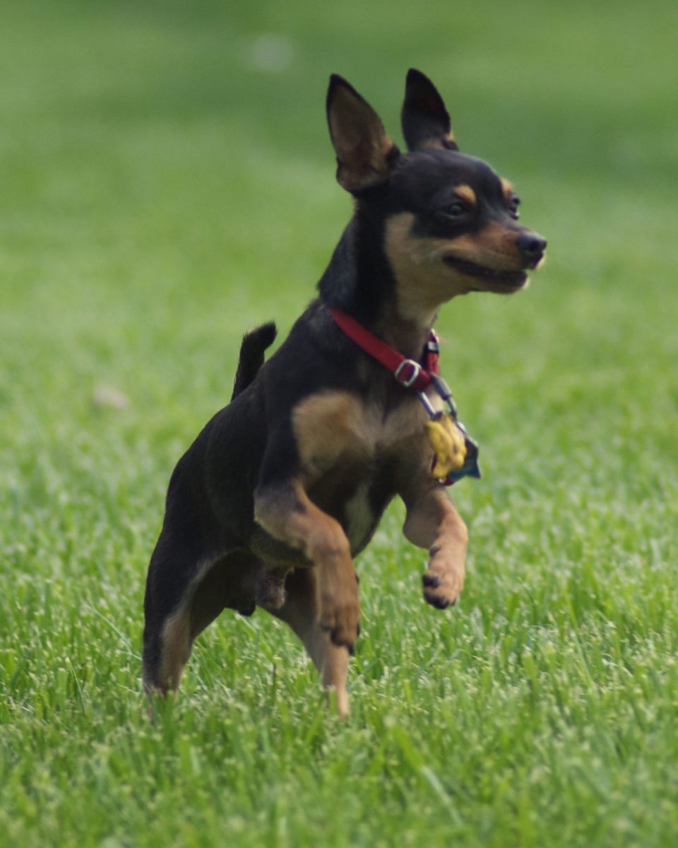 Longest-Living Dog Breeds