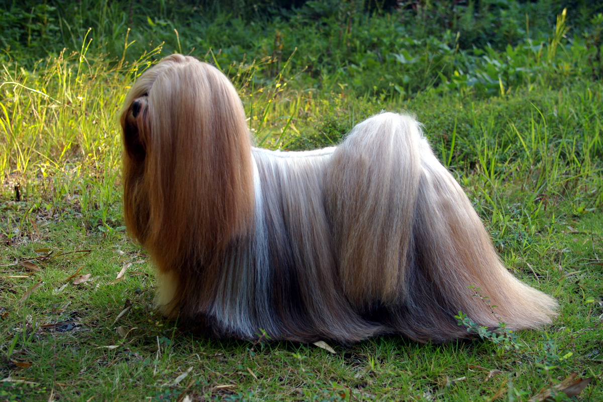 Longest-Living Dog Breeds