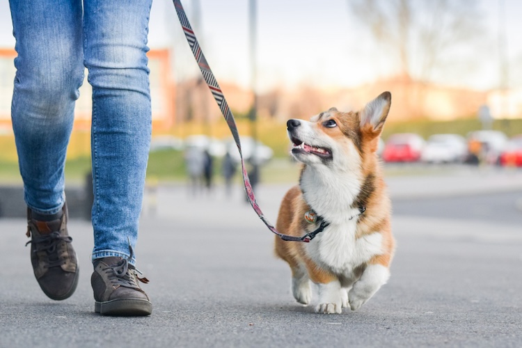 Pet Friendly Cities