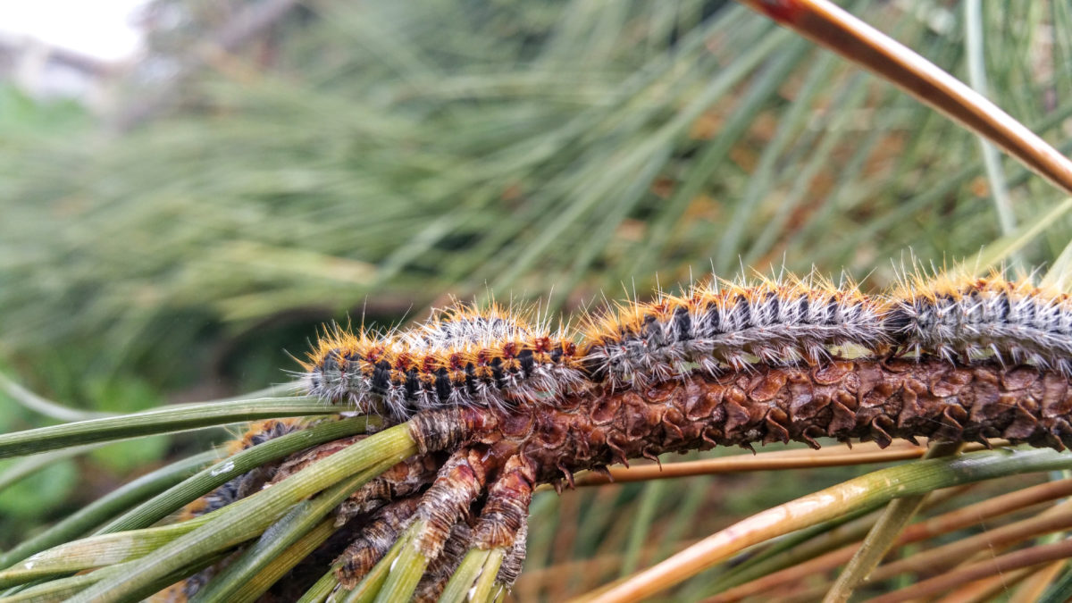 Hollywood Heartthrob Jamie Dornan and Friends Thought They Were Experiencing Heart Attacks During Boys Trip, But It Was Actually a Caterpillar | We’ve warned you about the dangers of certain species of caterpillars before…