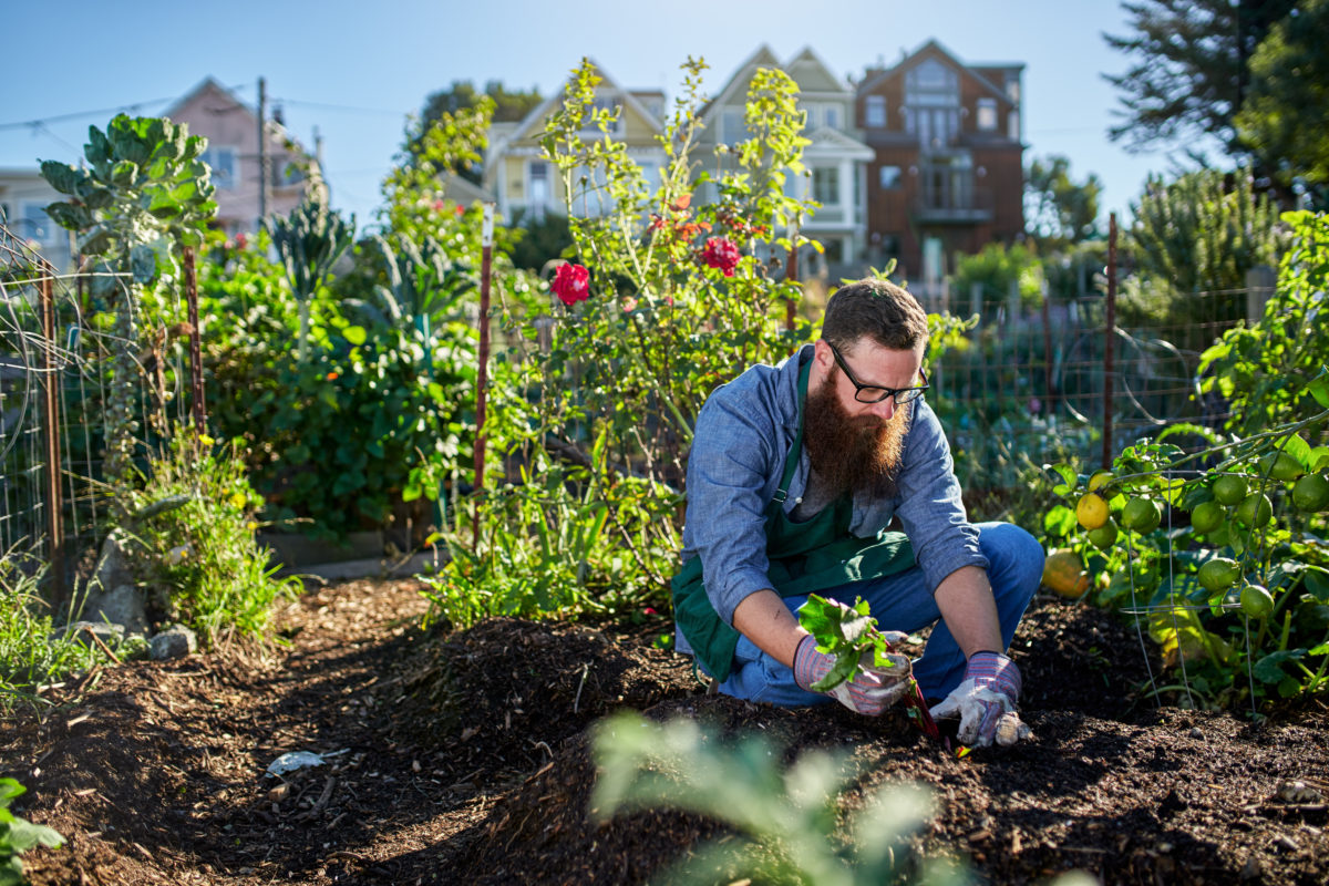 Things You Should Know Before Starting a Garden