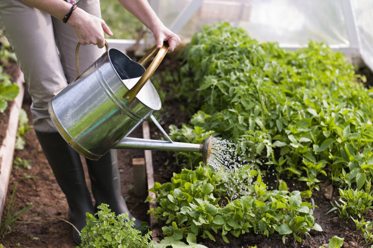 Things You Should Know Before Starting a Garden | As a token of our appreciation for the gardening community, we're sharing some of our best tips for beginners who are starting a garden for the first time.