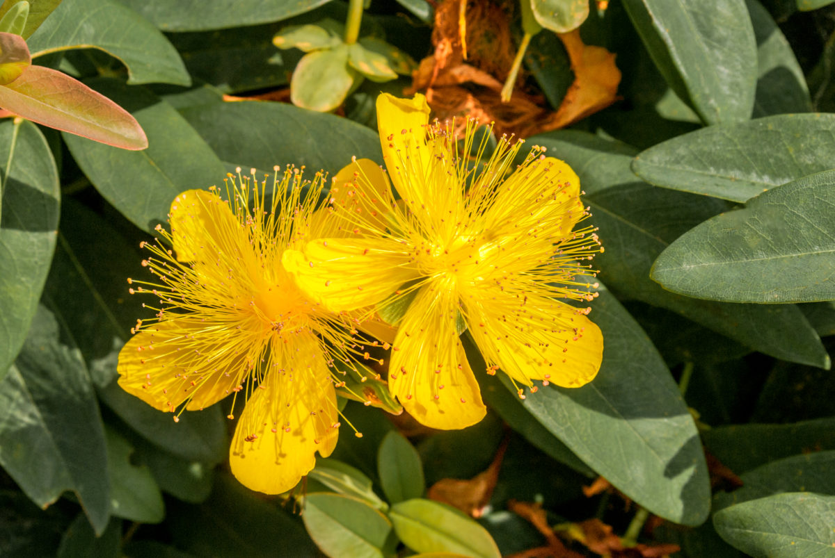 Freshly Picked Flower Names for Your One-of-a-Kind Flower Child | Roses are red, violets are blue. Which one of these flower names is growing on you? 