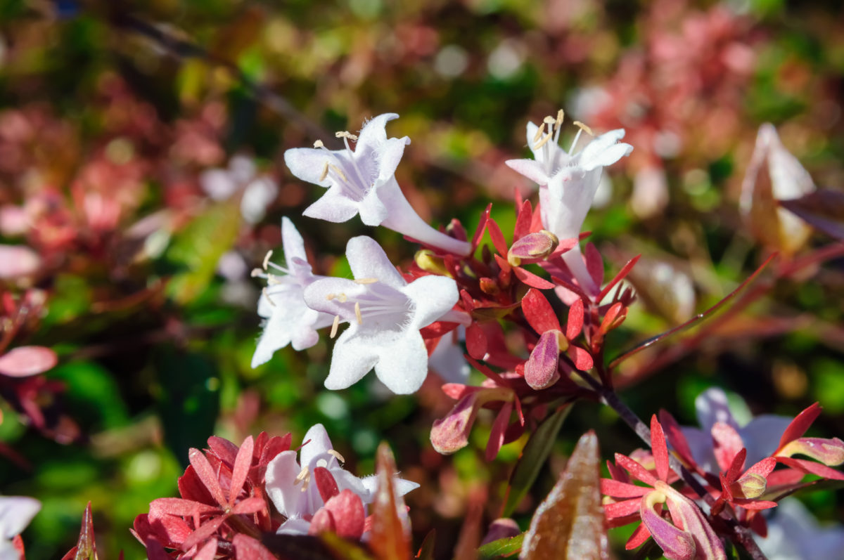 Freshly Picked Flower Names for Your One-of-a-Kind Flower Child | Roses are red, violets are blue. Which one of these flower names is growing on you? 