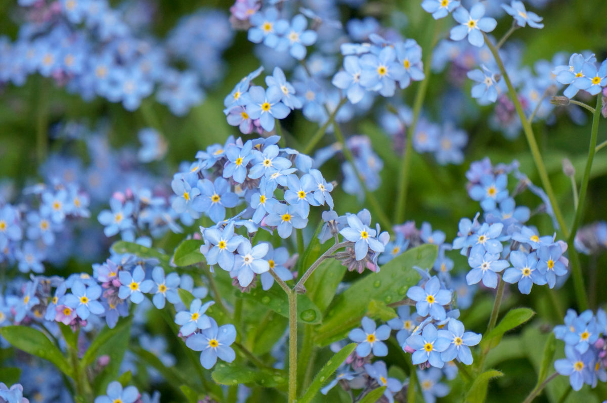 Freshly Picked Flower Names for Your One-of-a-Kind Flower Child | Roses are red, violets are blue. Which one of these flower names is growing on you? 