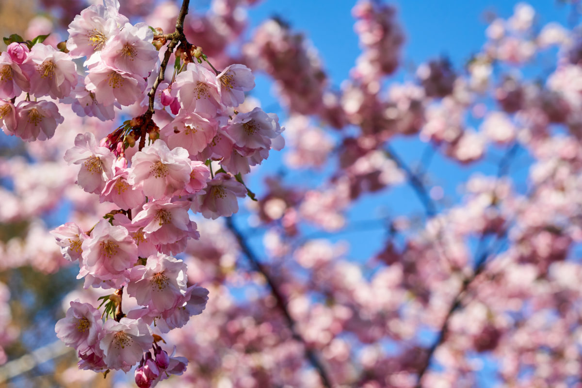 Freshly Picked Flower Names for Your One-of-a-Kind Flower Child | Roses are red, violets are blue. Which one of these flower names is growing on you? 