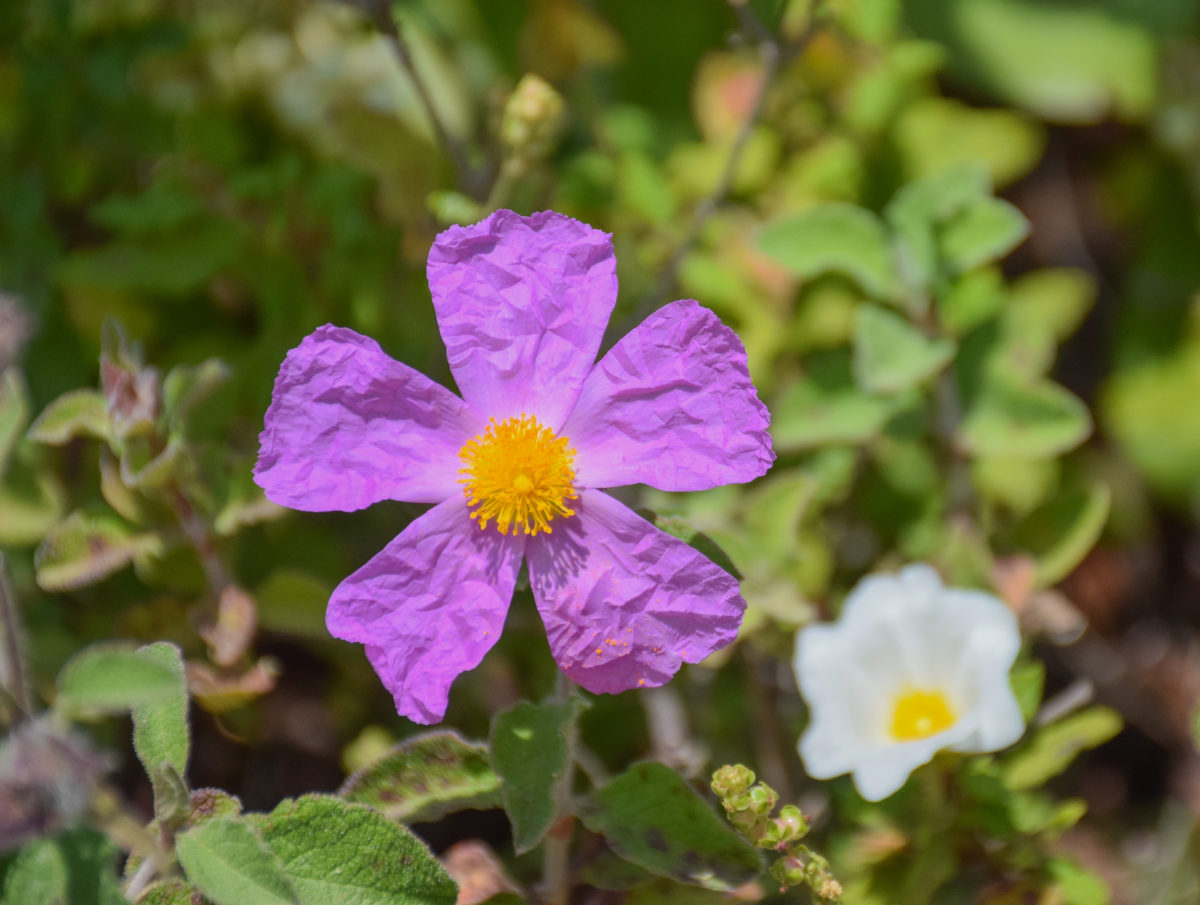 Freshly Picked Flower Names for Your One-of-a-Kind Flower Child | Roses are red, violets are blue. Which one of these flower names is growing on you? 