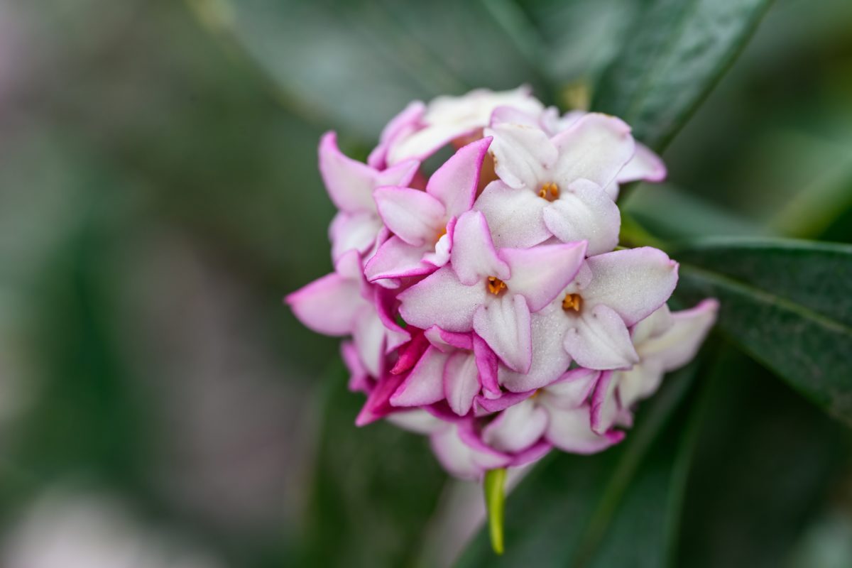 Freshly Picked Flower Names for Your One-of-a-Kind Flower Child | Roses are red, violets are blue. Which one of these flower names is growing on you? 