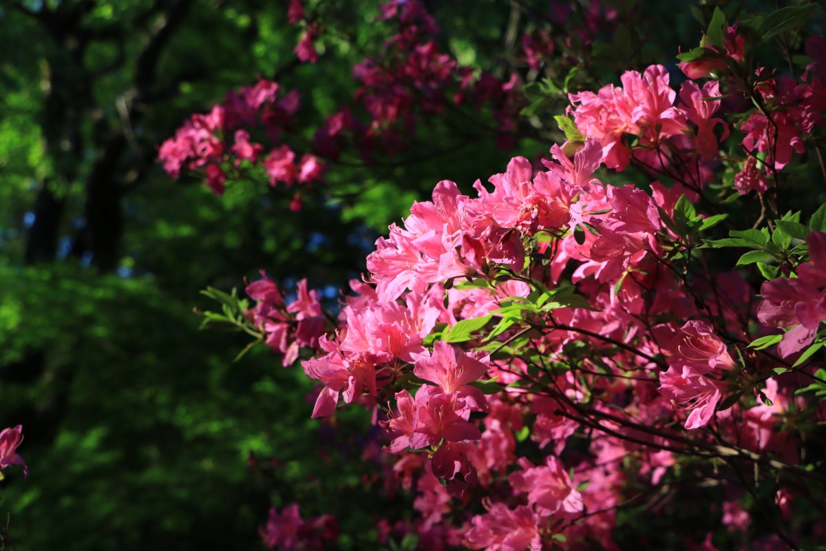 Freshly Picked Flower Names for Your One-of-a-Kind Flower Child | Roses are red, violets are blue. Which one of these flower names is growing on you? 