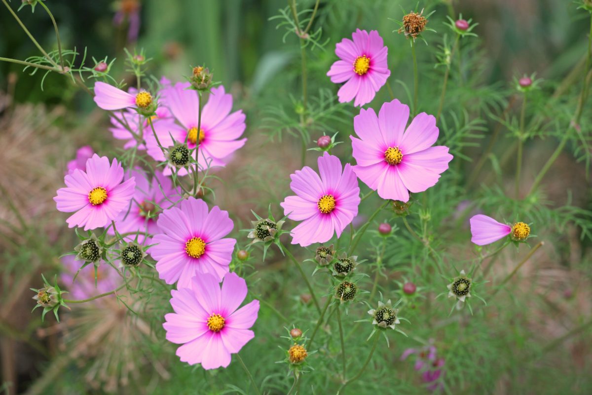 Freshly Picked Flower Names for Your One-of-a-Kind Flower Child | Roses are red, violets are blue. Which one of these flower names is growing on you? 