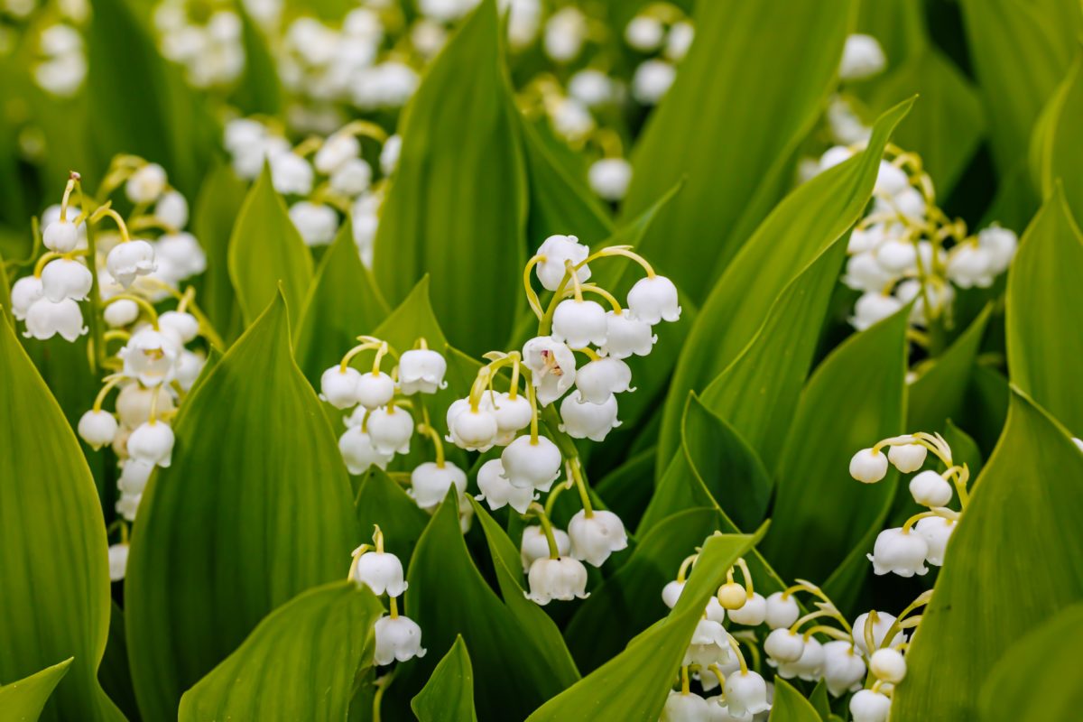 Freshly Picked Flower Names for Your One-of-a-Kind Flower Child | Roses are red, violets are blue. Which one of these flower names is growing on you? 