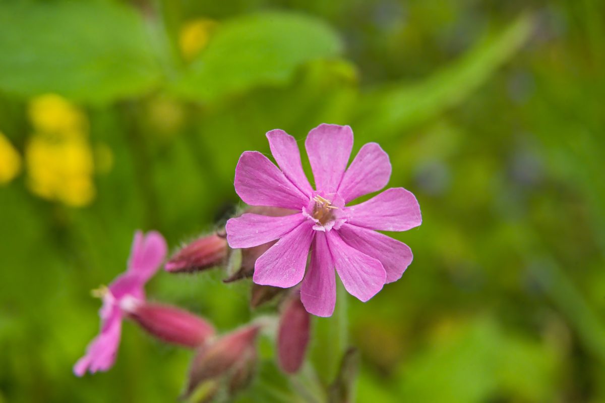 Freshly Picked Flower Names for Your One-of-a-Kind Flower Child | Roses are red, violets are blue. Which one of these flower names is growing on you? 