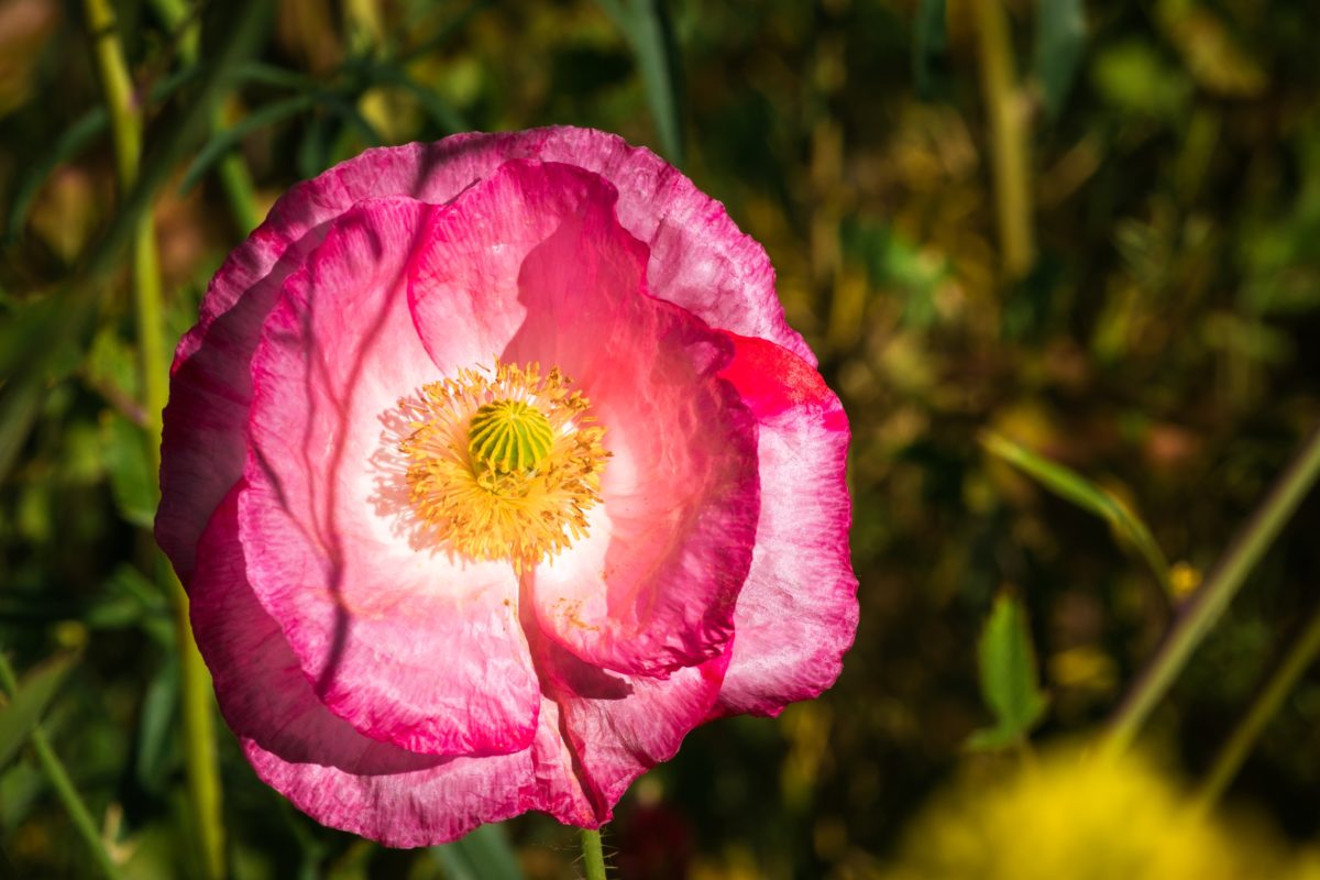 Freshly Picked Flower Names for Your One-of-a-Kind Flower Child | Roses are red, violets are blue. Which one of these flower names is growing on you? 