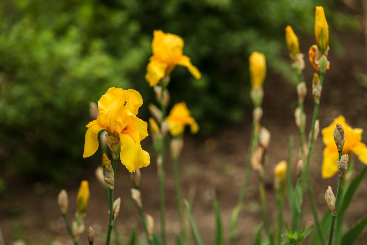 Freshly Picked Flower Names for Your One-of-a-Kind Flower Child | Roses are red, violets are blue. Which one of these flower names is growing on you? 