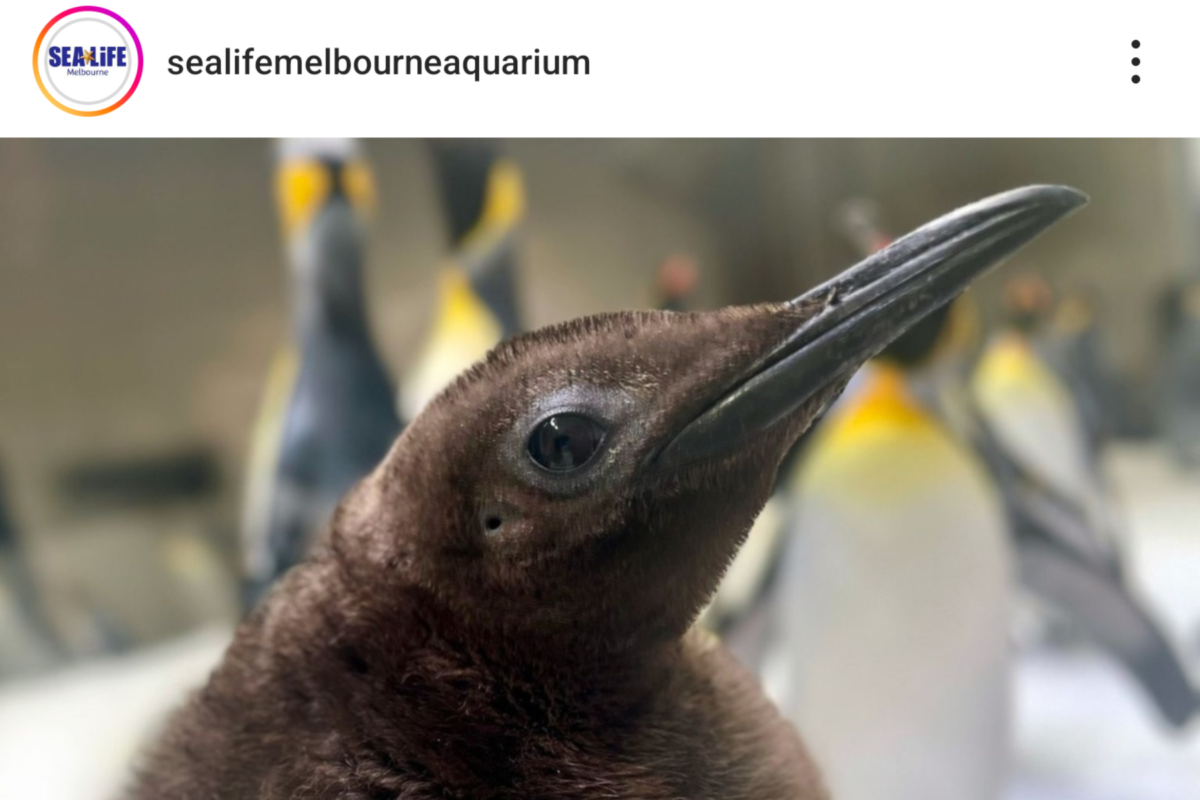 Meet Pesto the Penguin: The 46-pound baby penguin with a large appetite for fish and fame